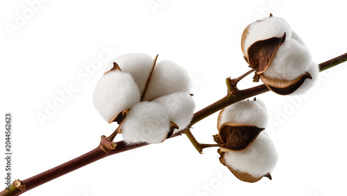 Quadro su tela Cotton bolls on branch with brown seed pods and white fluffy fibers