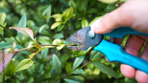 Konstfotografi Pruning fresh bush stems using bypass garden secateurs in spring backyard outdoo