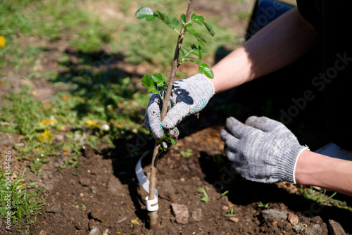 Foto A volunteer in work gloves carefully plants a green seedling in the dirt on a sunny day