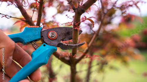 Bild auf Leinwand Close up of a gardener cutting a japanese maple tree branch with blue bypass gar