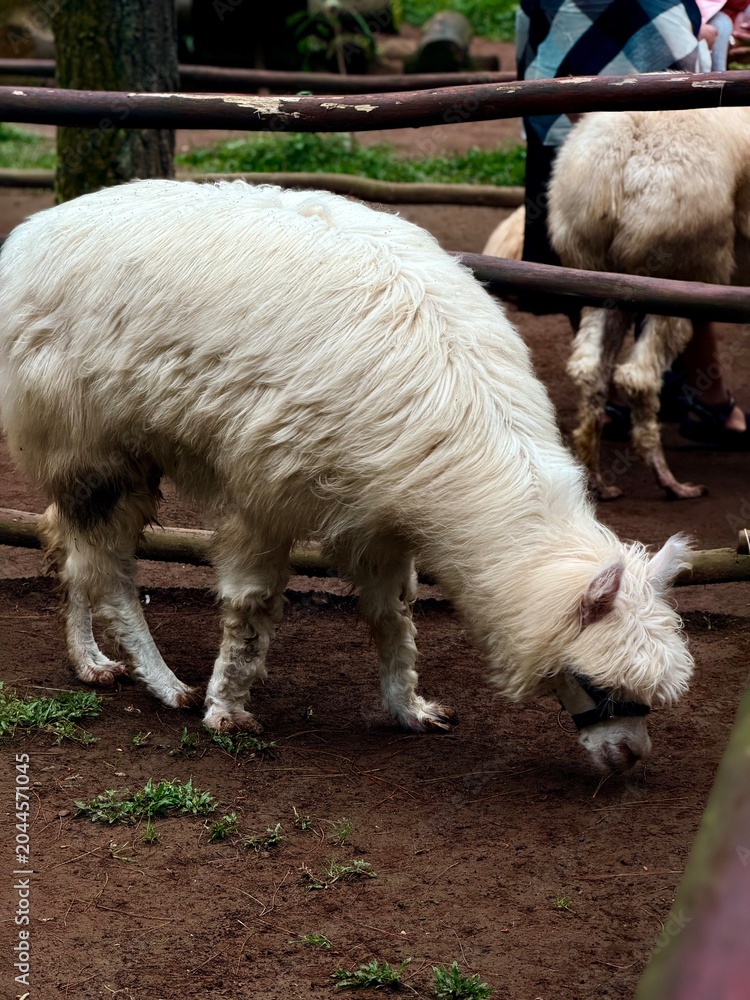 Fototapeta premium Close up of a domestic alpaca with long white wool in a safari park or petting zoo.