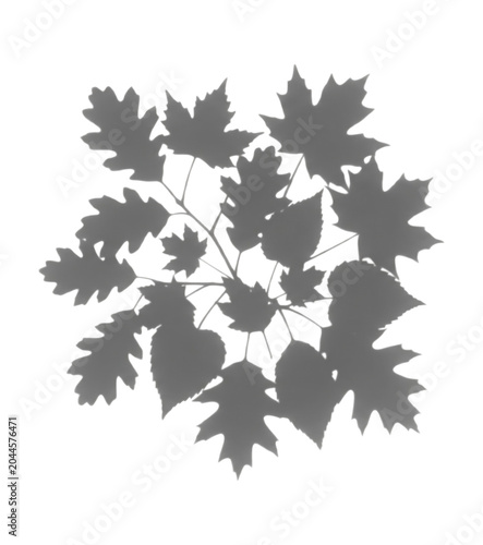Monochrome silhouette of clustered maple-like leaves arranged in a circular botanical composition
