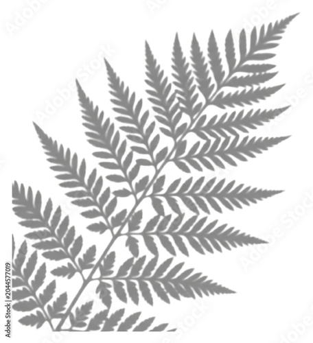Gray fern frond silhouette on a transparent background, minimalist botanical leaf art