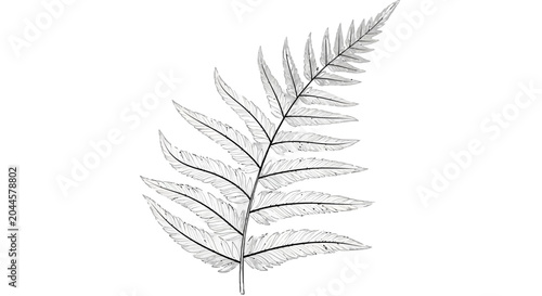 Obraz na plátně Fern frond illustration on black background
