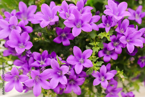 Cuadro en lienzo Campanula portenschlagiana, the wall bellflower is a vigorous, low-growing, mound-forming perennial with deep purple flowers