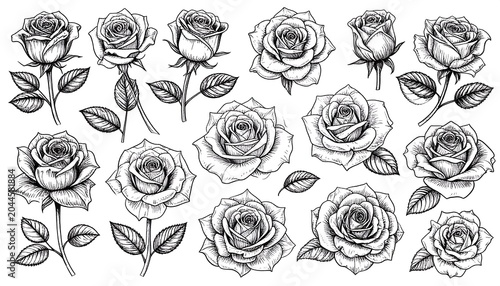 Black and white illustration of various rose blooms and buds with leaves, perfect for design elements