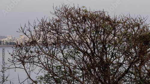 Mumbai Versova Tree branches against blue sky