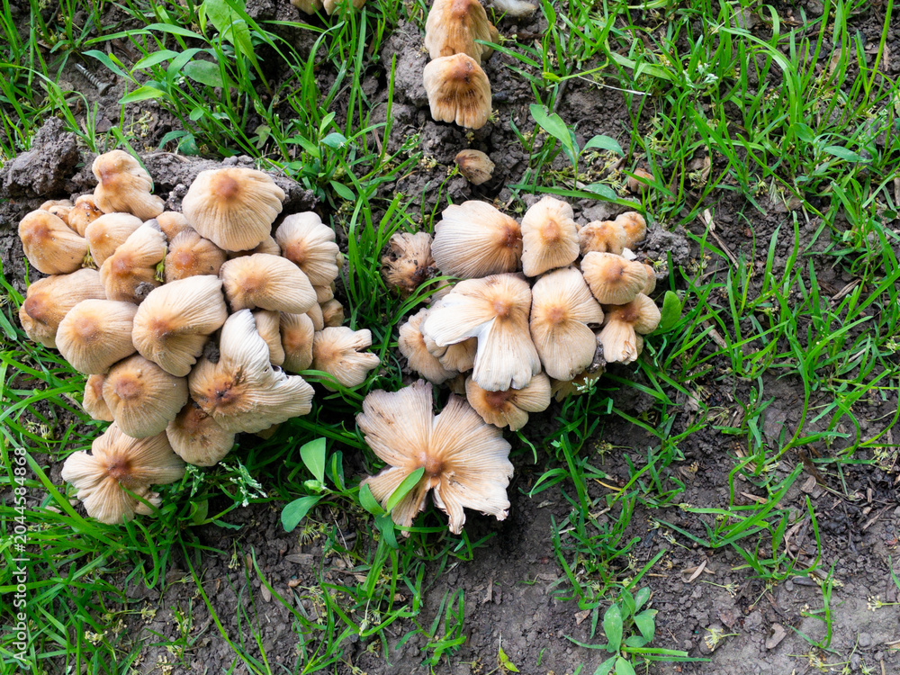 Fototapeta premium Mushroom colony appears across moist ground surrounded by vegetation and earth. Concept of natural cycles, decomposition, and forest life.