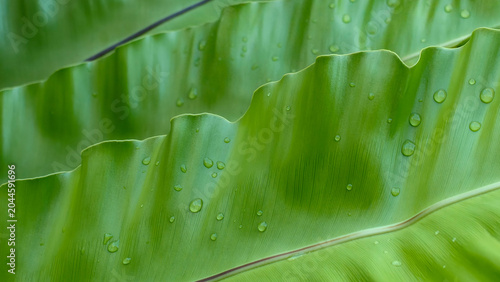 Photos Close-up of vibrant green Bird's Nest Fern fronds (Asplenium nidus), featuring distinct wavy edges and morning dew drops reflecting a fresh, tropical nature aesthetic