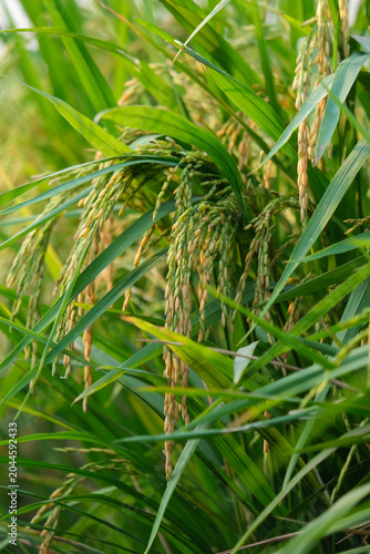close up of paddy fields