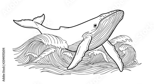 Fényképezés Whale breaching ocean waves, marine mammal, hand drawn illustration, line art