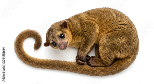 Kinkajou