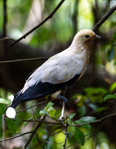 Photography Pied imperial pigeon (Ducula bicolor) perched on a branch in the rainforest