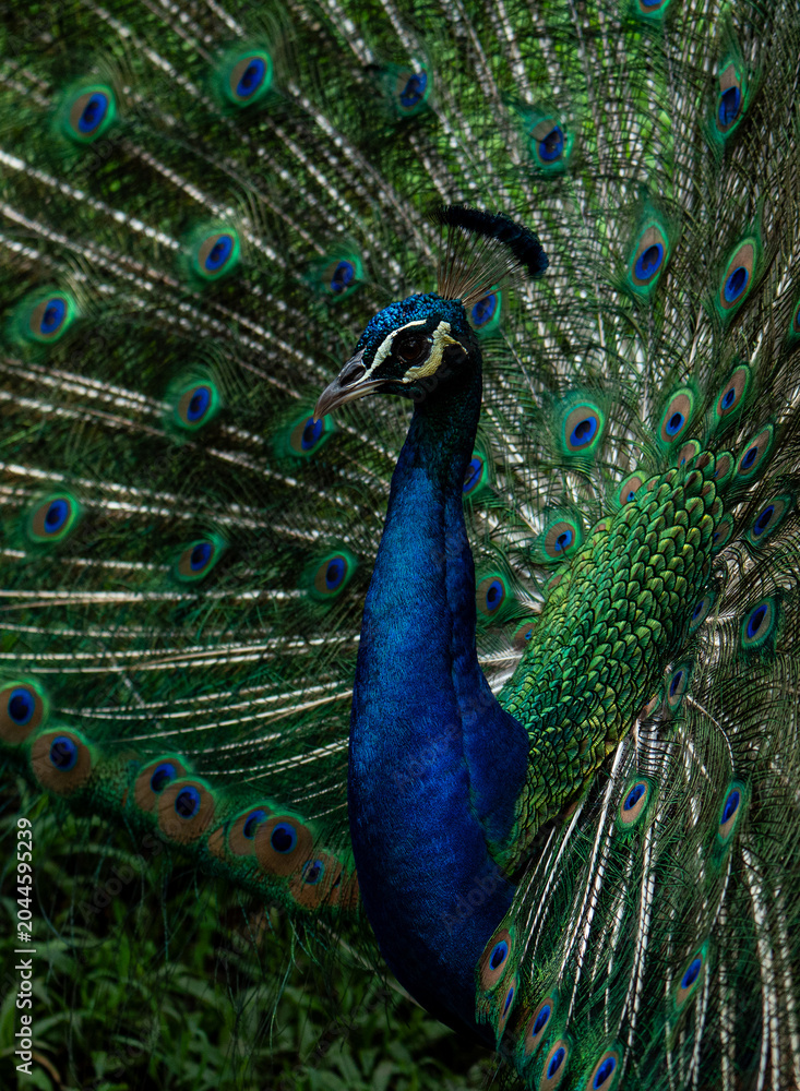 Obraz premium Indian peacock (Pavo cristatus) displaying iridescent tail feathers