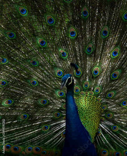 Canvas Print Indian peacock (Pavo cristatus) with fully fanned tail in courtship display