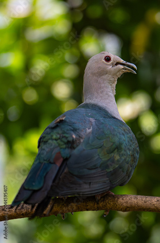 Photography Green imperial pigeon (Ducula aenea) with iridescent plumage on a branch