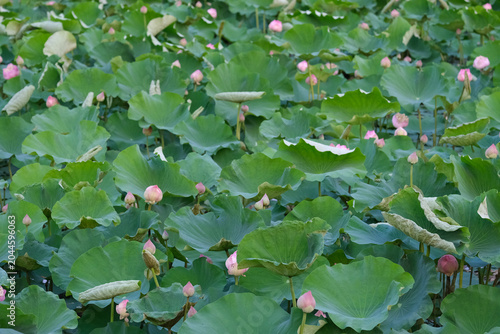 red and green leaves of lotus