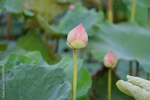 pink lotus flower