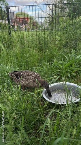 Duck Drinking Water from Metal Bucket