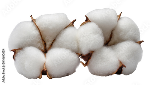 Foto Cotton bolls with fluffy white fibers and brown seed pods