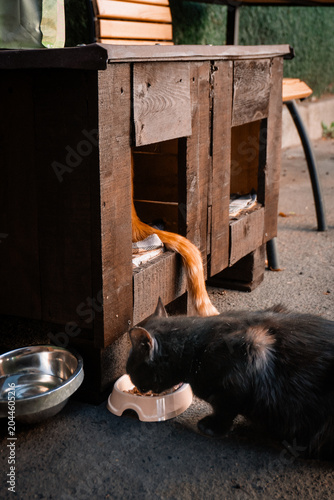 Fényképezés Black cat eating food from bowl outdoor