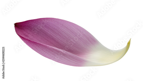 Single pink lotus petal with delicate veins and gradient color