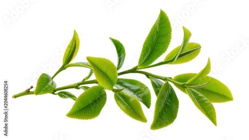 Fotografía Green tea leaves branch fresh plant agriculture