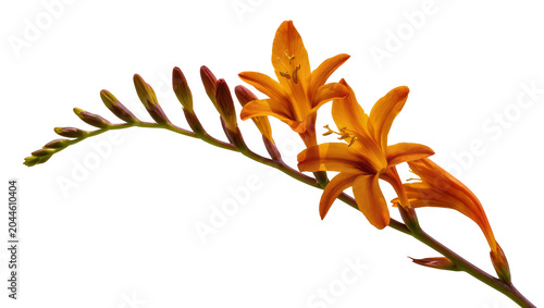 Tableau sur toile Orange Crocosmia flowers and buds on stem