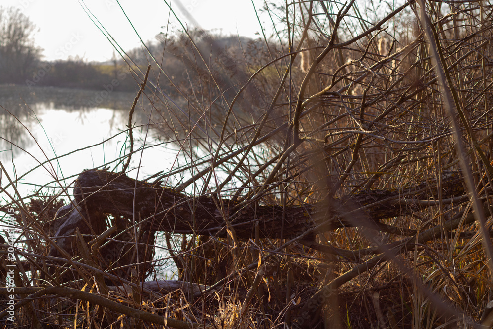 Fototapeta premium Fallen tree trunk on the shore of the Kettős-Körös river in early spring