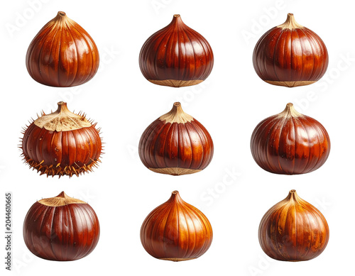 Decorative acorn collection featuring natural color variation and detail