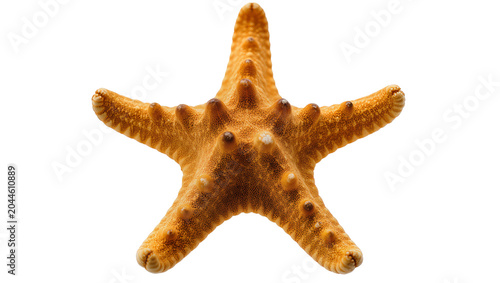 Photos Orange starfish with bumpy texture and five arms
