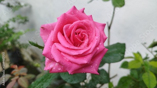 pink rose with water drops digital photography