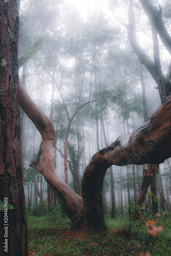 Mystical foggy forest with twisted tree trunks in a misty woodland landscape. Atmospheric nature scene featuring ancient curved trees, soft morning fog, and lush green undergrowth, creating a dreamy 