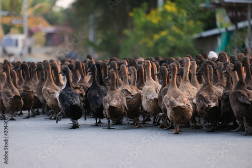 A flock of ducks on the road.