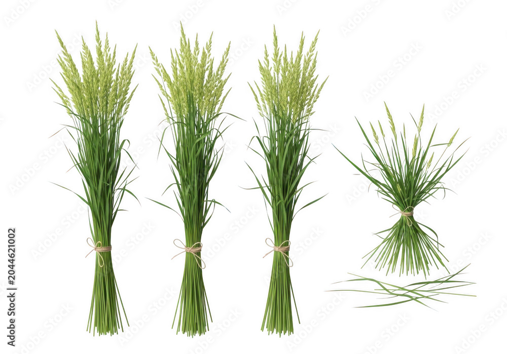 Obraz premium Three upright bundles of fresh green meadow grass tied with twine, alongside a smaller horizontal sheaf, isolated on a solid black background