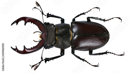 Fotografía Stag beetle with large mandibles dark brown exoskeleton, yellow accents