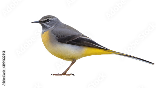 Photos Grey wagtail bird with yellow breast and grey back