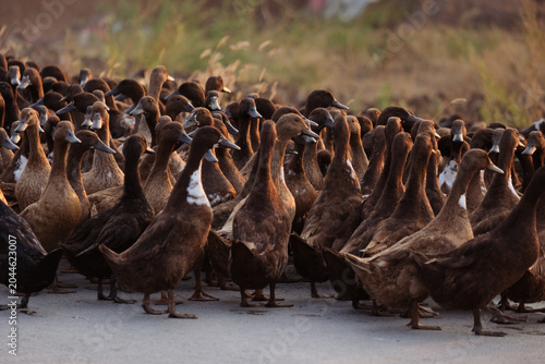 flock of ducks