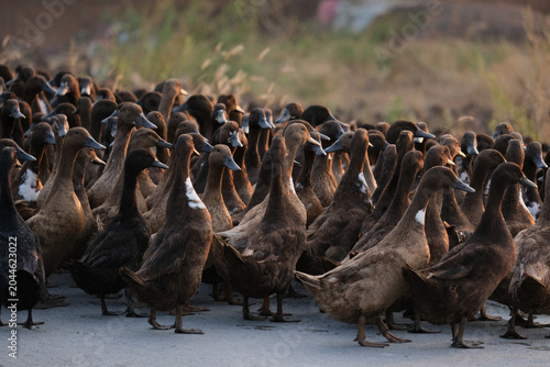 flock of ducks on the road.