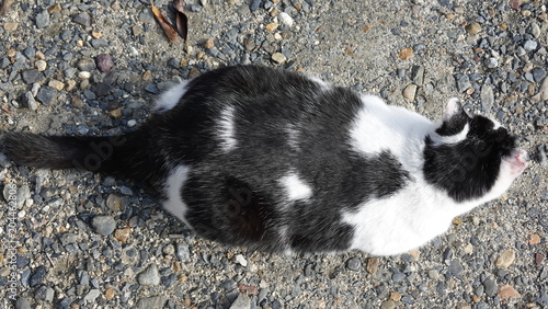 かわいい野良猫