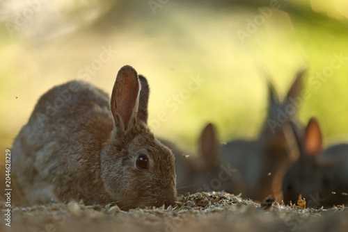 Foto Królik europejski, królik dziki (Oryctolagus cuniculus), rabbit