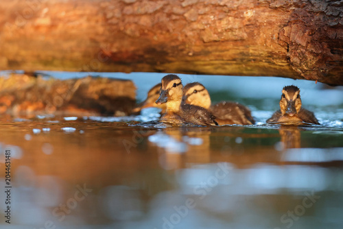 Photos kaczka krzyżówka (Anas platyrhynchos)