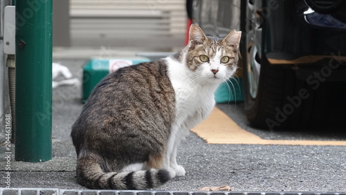 かわいい野良猫