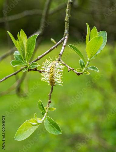 Schilderij op canvas Goat willow, Salix caprea, male catkin and anther and leaves, Spring, UK