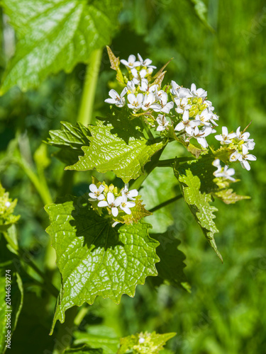 Garlic mustard, Alliaria petiolata, wildflower flowering in the UK Spring.
