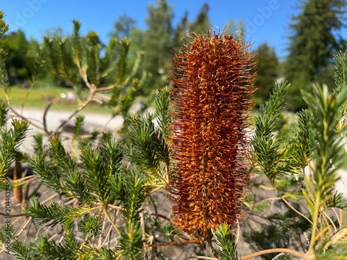 The heath-leaved banksia (Banksia ericifolia), Lantern banksia, die Banksien, Erikenblättrige Banksie, Banksia à feuilles de bruyère - Botanical Garden of the University of Zurich, Switzerland