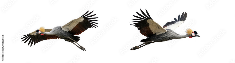 Obraz premium Two cranes flying in the air isolated on with wildlife, migration, graceful isolated on transparent background