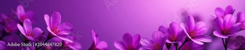 Vibrant purple flowers, purple backdrop, soft lighting , soft focus, elegant, flowers