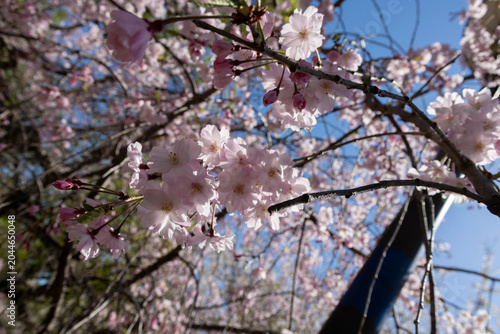 Beautiful Cherry Blossom blooming tree in the Osaka Castle park, Osala. Japan