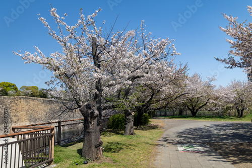Osaka Castle Park under the beautiful sakura cherry blossom trees, Osaka, Japan